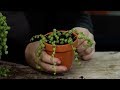 How to Propagate Senecio String of Pearls!