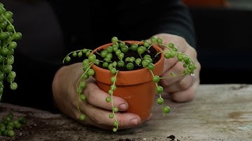 How to Propagate Senecio String of Pearls!