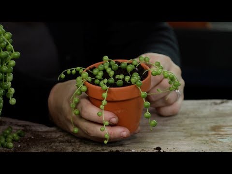 וִידֵאוֹ: String Of Pearls Plant Cuttings: How To Propagate A String Of Pearls Plant