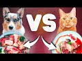 Dog vs. Cat Raw Food Diet - The 3 Biggest Differences