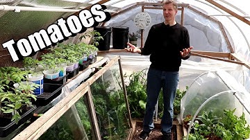 Hardening Off Tomatoes Earlier & Easier Than Ever Before