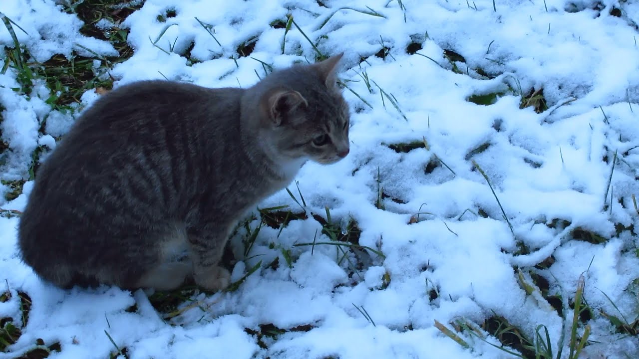 snowpiercer Cats first snow cute video