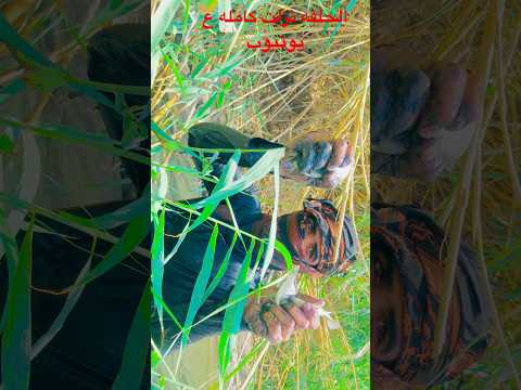 صيد الاسماك بعداد كبيره جدا شاهد الحلقه كامله ع يوتيوب 