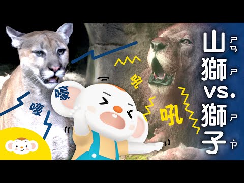 【樂樂帶你探險去】獅子為什麼會發出「吼」叫聲？「山獅」也是獅子嗎？跟著樂樂去動物園找萬獸之王「獅子」！｜小行星樂樂TV