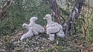 Kaljukotkas 2 | Golden Eagle | Elder brother brutally attack on little eaglet | June 2, 2024