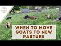 When to Move Goats to New Pasture