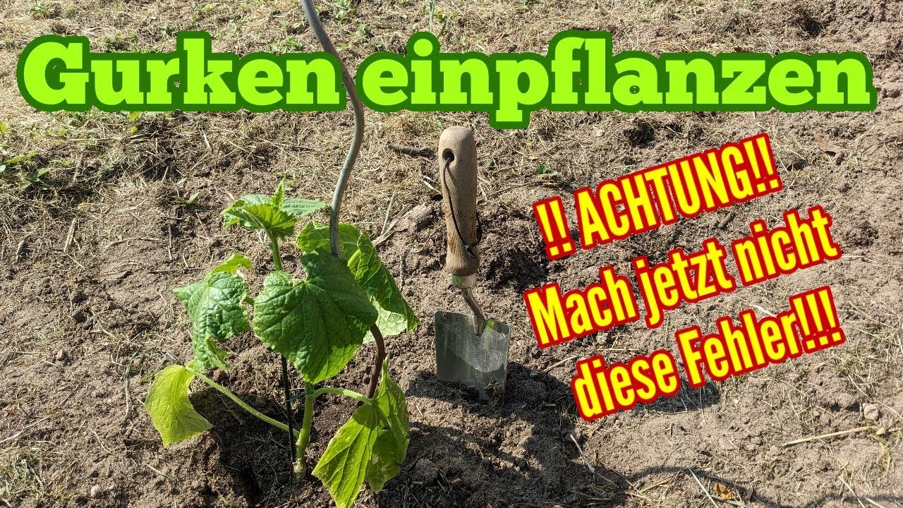 Garten Anfang Juni, Mehltau vorbeugen, Blattläuse natürlich bekämpfen, Nährstoffmangel Gurken