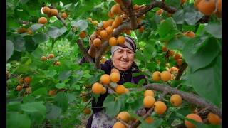 Harvesting a Lot of Apricots for Drying - Country Life Vlog Azerbaijan