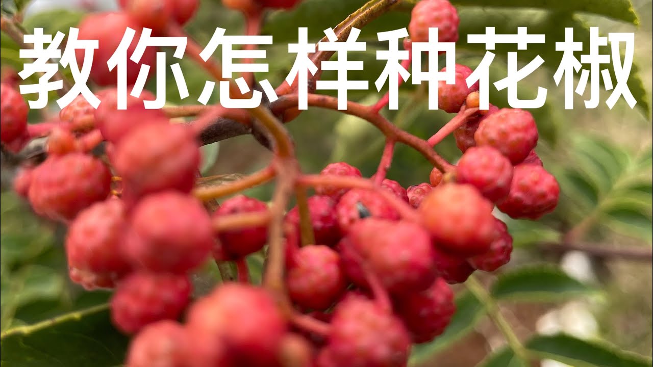 教你怎样种花椒 花椒的用处太多啦 教你怎样种花椒 移民美国生活 养花种菜21年10月7日 Youtube 教你怎样种花椒 花椒的用处太多啦 教你怎样种花椒 移民美国生活 养花种菜21年10月7日 Youtube