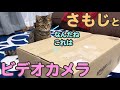 パナソニックのビデオカメラ「HC-V360MS」を長時間連続動画撮影のために購入！！子猫とレビュー【次回寝顔撮影】