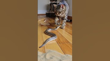 Shocking! Another snake still tries face to face with cat, and the ending is...