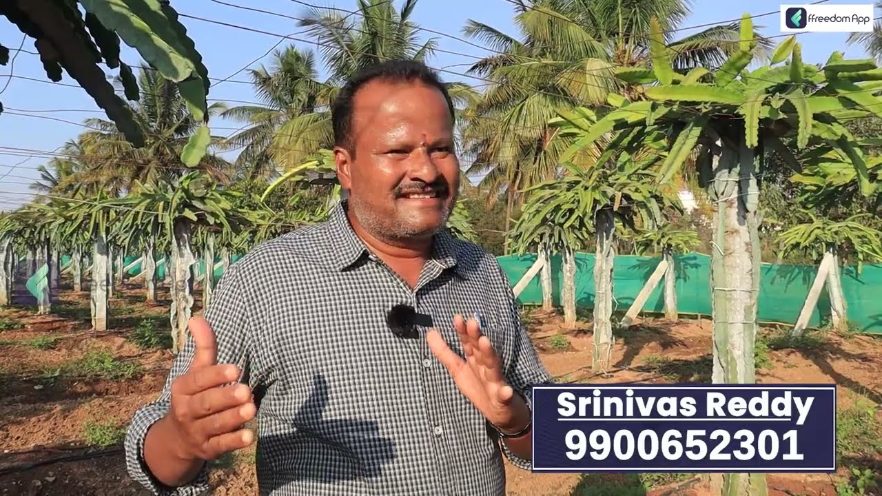 Dragon Fruit Farming In Telugu - Success Story and High-Yielding Tips Kowshik