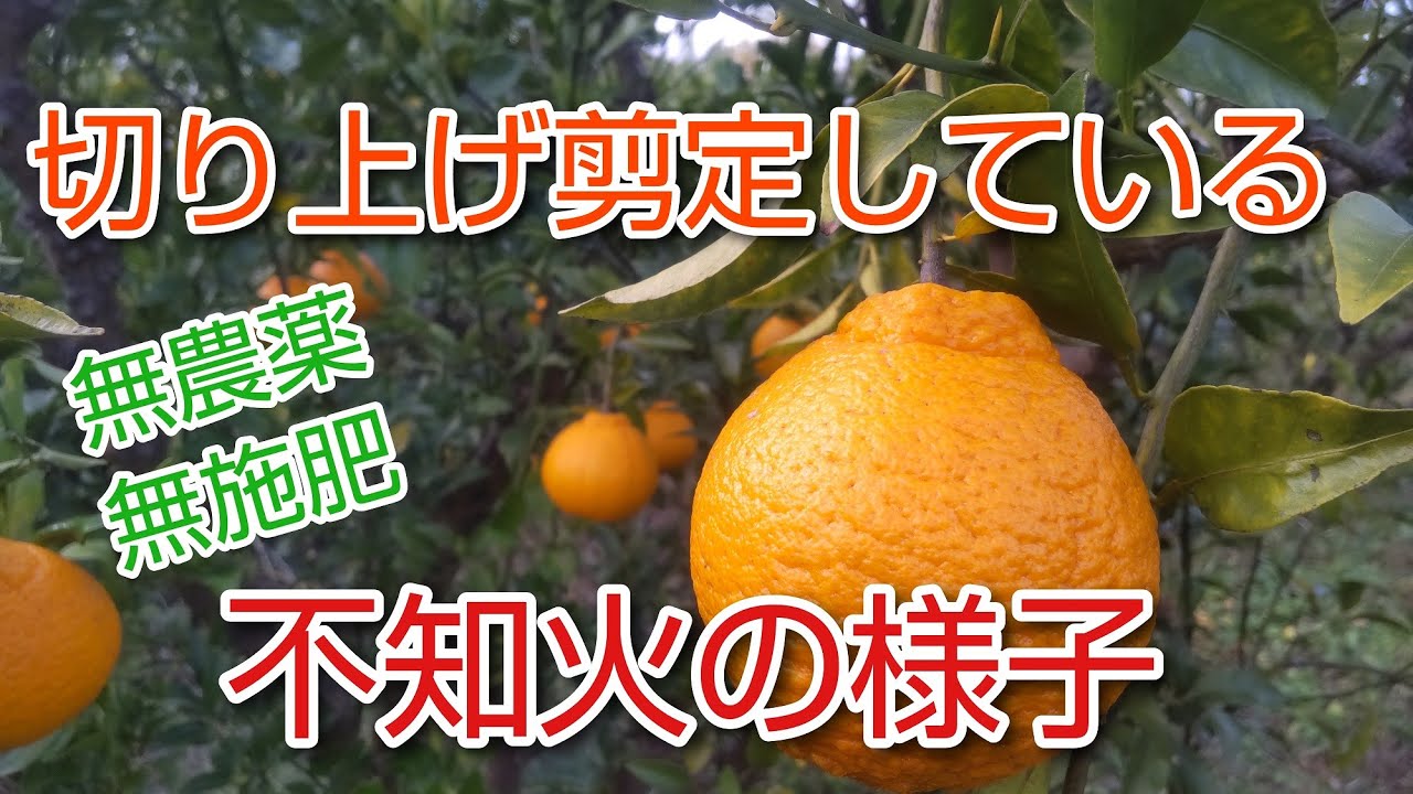 Naturally grown fruit trees] Deco-ari Shiranui is ripe - YouTube