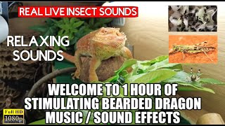 BEARDED DRAGON MUSIC RELAXING SOUNDS CRICKETS LOCUSTS NATURAL HABITAT SOUNDS FEEDING