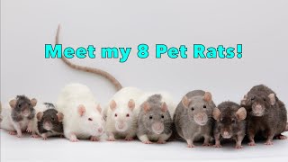 Meet ALL Of My Rats  Rat update end of 2022!