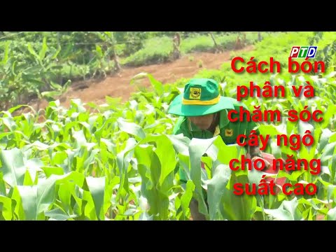 Video: Cây Ngô Không Có Tai - Lý Do Cây Ngô Không Cho Sản Xuất