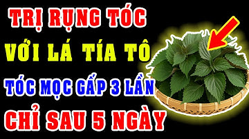 Chỉ Với Lá Tía Tô – Hết Rụng Tóc Sau 5 Ngày, Tóc Mọc Dày Bất Ngờ Như Ma Thuật!