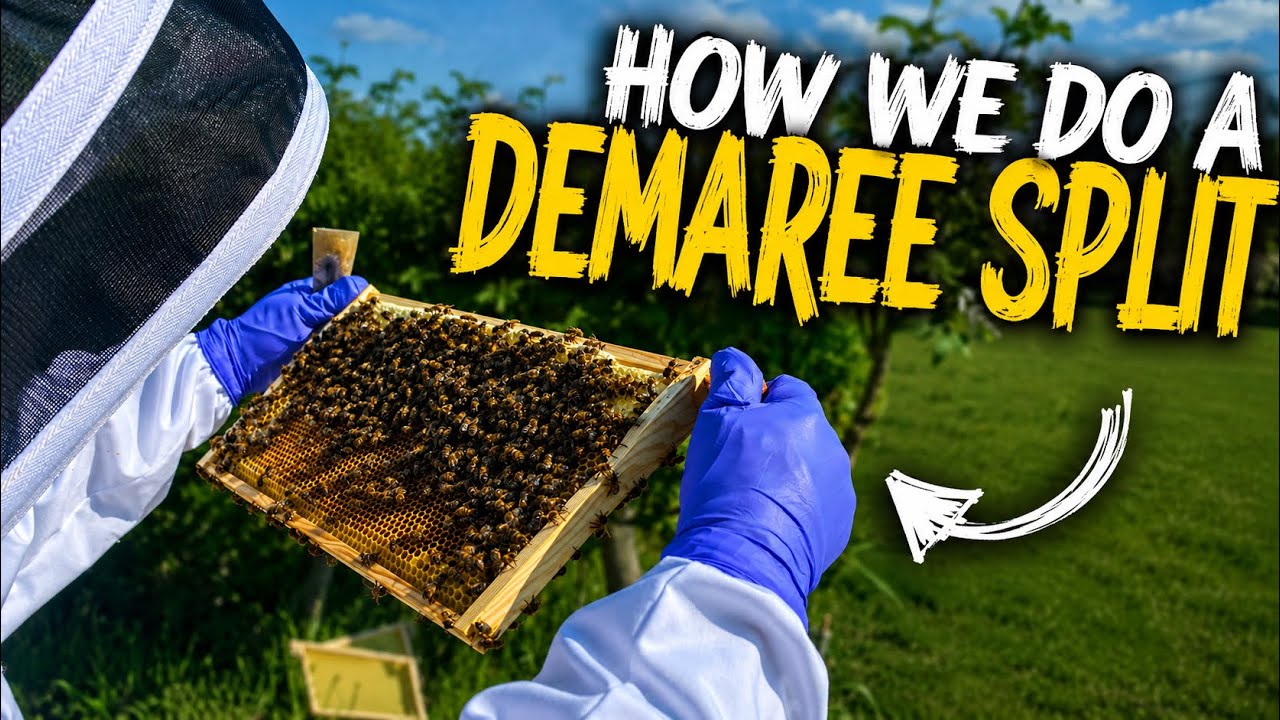 How we do a Demaree Split - YouTube