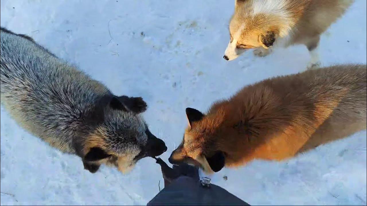 Новолисье. Новолисье. Лисьи разбор. Лиса разбор. Лисьи разбор.