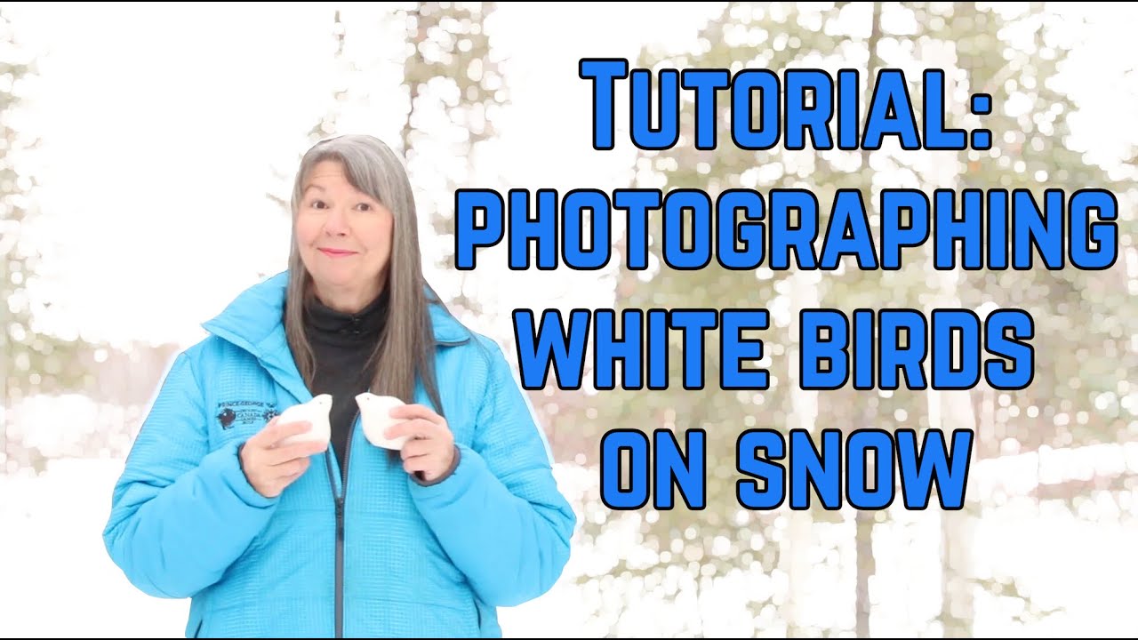 How to Photograph White Birds on snow |  Preparing for a new painting TIPS & TRICKS