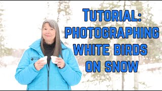 How to Photograph White Birds on snow |  Preparing for a new painting TIPS & TRICKS