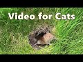 Videos for Cats to Watch ~ Mouse in The Grass Extravaganza