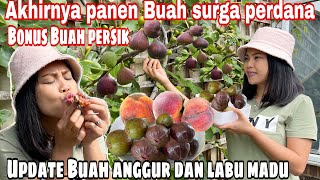 FIRST HEAVENLY FRUIT HARVEST WITH PEACH BONUS || UPDATE ON GRAPES AND HONEY PUMPKINS