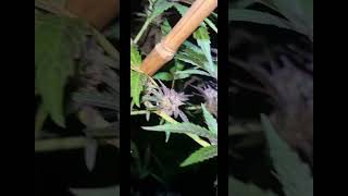 outdoor guerilla grow uk 🇬🇧 #right2growUK