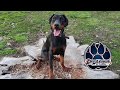 From Puppy Mill to Obedience Rockstar - Luke the 7 month old Doberman! - Knoxville Dog Trainers From Puppy Mill to Obedience Rockstar - Luke the 7 month old Doberman! - Knoxville Dog Trainers