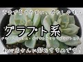 【多肉植物・グラプト系】丈夫で育てやすい・増やしやすい、おすすめの品種です！