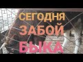 СЕГОДНЯ ЗАБОЙ БЫКА.