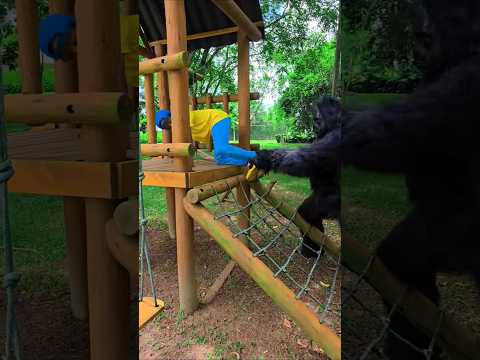 O SUSTO KONGDIKEJARKONGING Shorts Viral Funny Prank Lucu ช องย ท ป ฝากต ดตาม