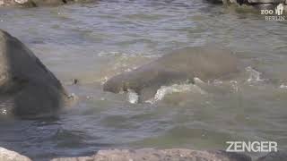 Muddy Marvelous: Female Elephants Get The Spa Treatment In Mud Bath