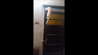 Smart Cat Climbing Up a Closed Door To Escape The House