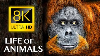 LIFE OF ANIMALS  8K ULTRA HD