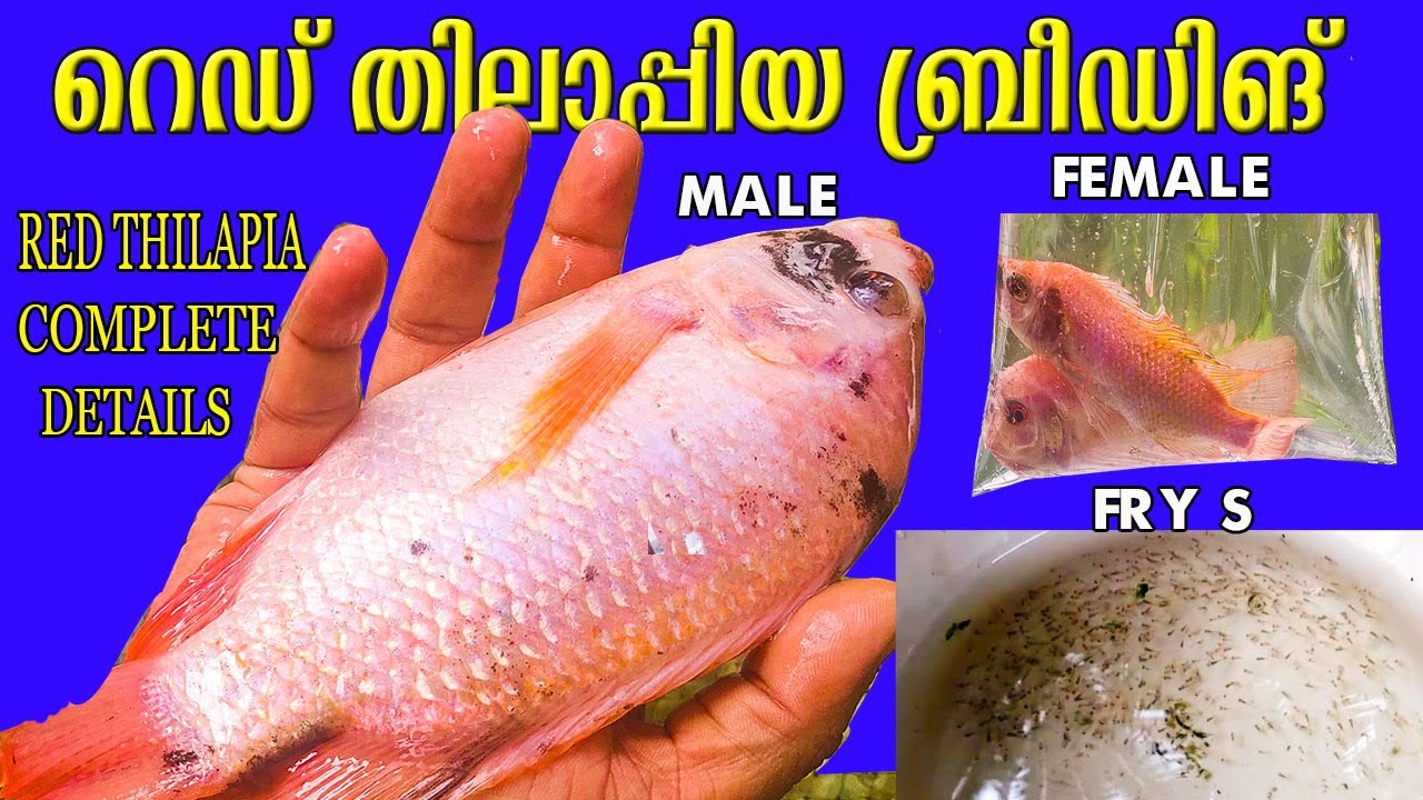 All male Red tilapia  Fish Farm Meenachil Kottayam  Facebook