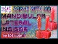 How to CARVE MANDIBULAR LATERAL INCISOR | Step by step | With Proper Instructions | with MS |