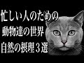 【動物たちの世界】自然の摂理3選