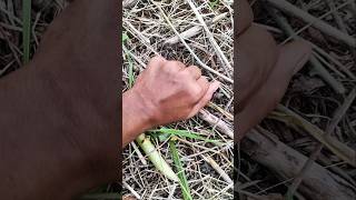 The Wings Are Straight And Neat