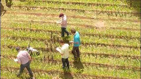 FRE2015 - Eduro - Weed Detection