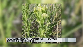Rare New Mexico flower listed as endangered