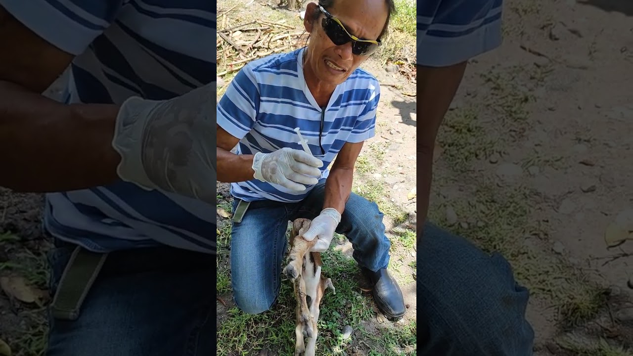 anong ang dapat o unang gawing pg my bagong panganak na kambing