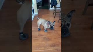 new shoes #dogs #bulldog #frenchbulldog #tuglife #bullybreed #dogshorts #funny #pets #dog #lol #cute