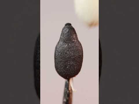 你信白芝麻里藏个黑芝麻吗 这么大的芝麻一颗能榨一桶油吧 治愈系美食 