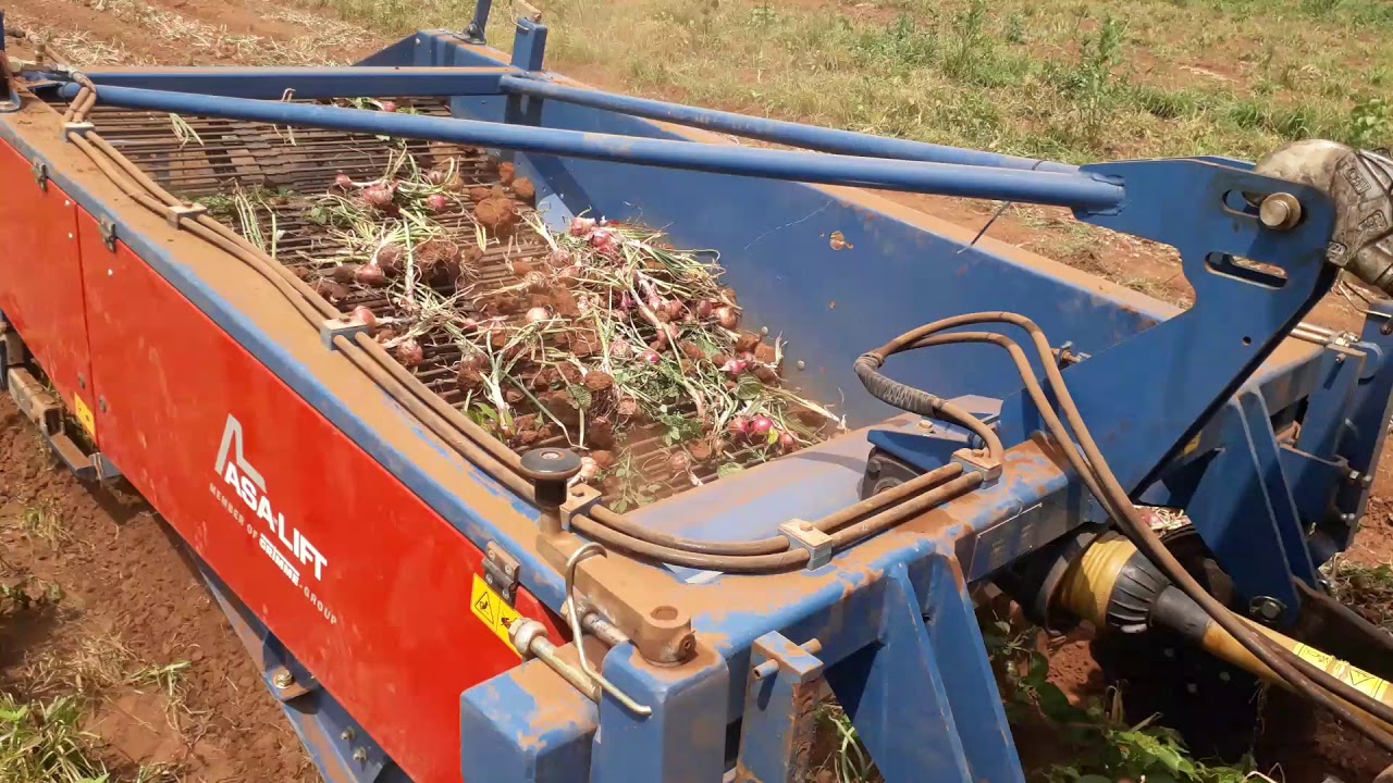 Onion Farming 2 Farming in Nigeria by Indian Advance Technology YouTube