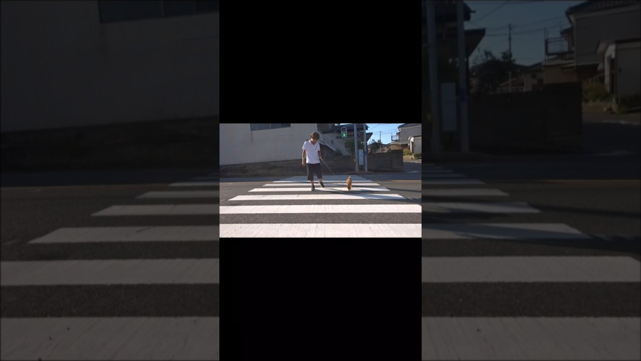 横断歩道は涙道