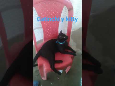 planeta errante Gatinchi y Kitty  #cat