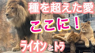 Lion＆Tiger】Moved by the deep love of the lions.Worrying about