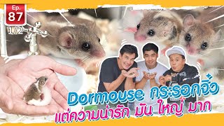 Dormouse กระรอกจิ๋ว แต่ความน่ารัก มัน ใหญ่ มาก - เพื่อนรักสัตว์เอ้ย EP.87 [1/2]