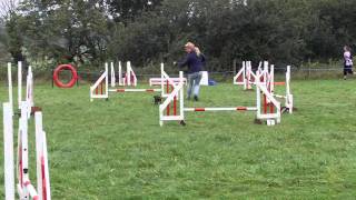 Honiton & South Devon Agility Show